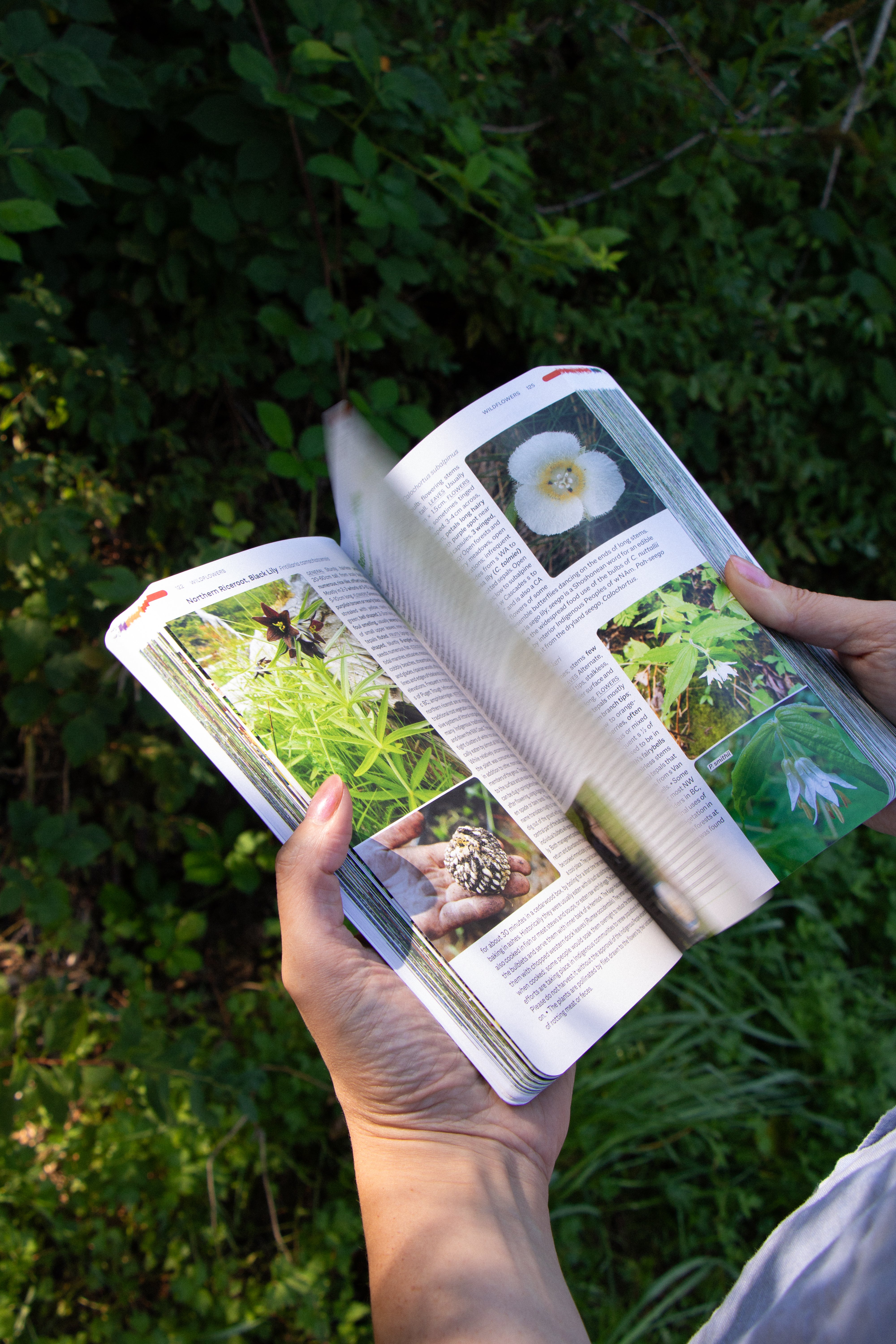 Plants of the Pacific Coast: From Alaska to Oregon, including British Columbia and Washington