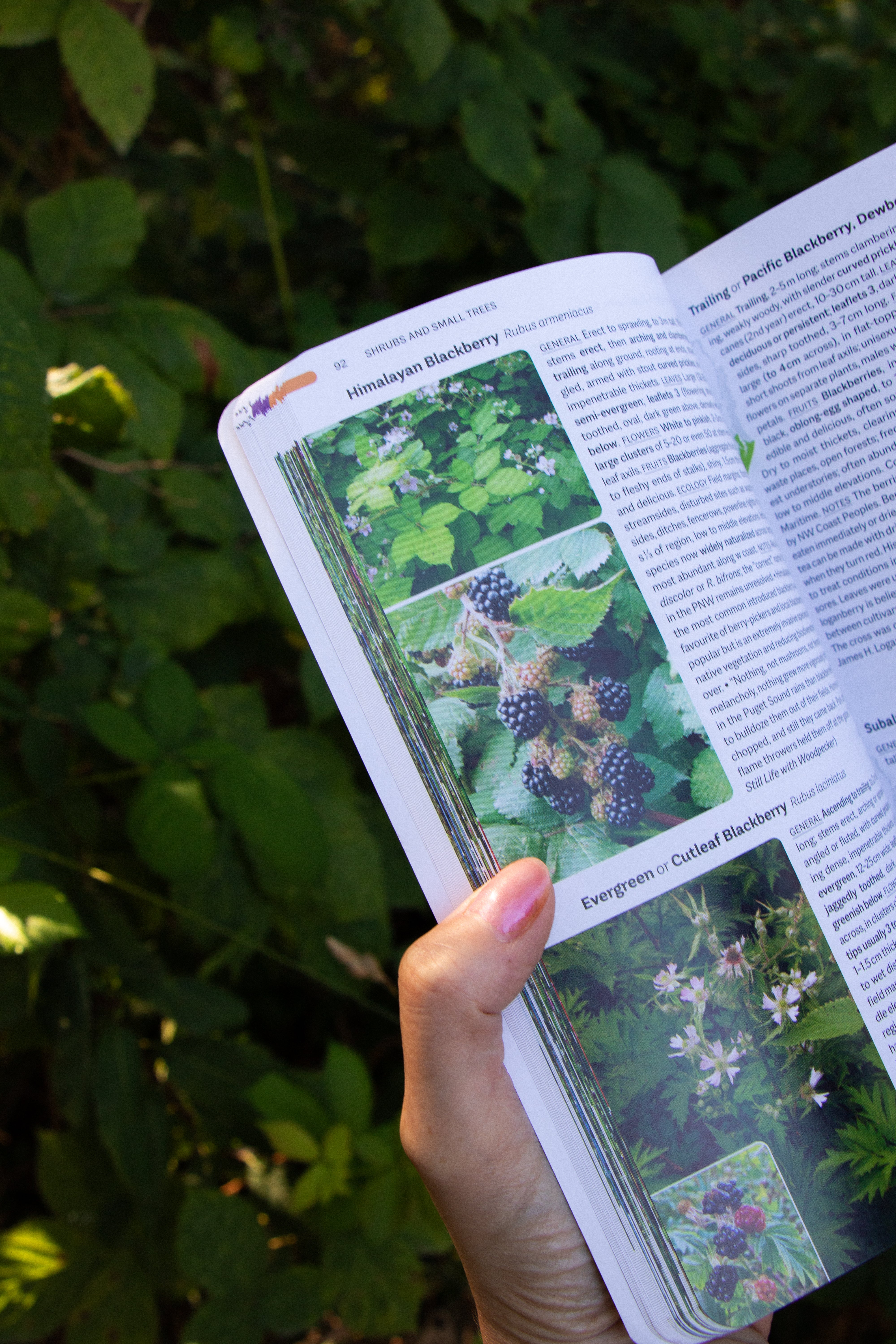 Plants of the Pacific Coast: From Alaska to Oregon, including British Columbia and Washington